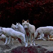 19820820 Loups blanc Zoo Berlin