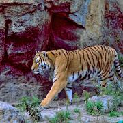 19820820 Tigre Zoo Berlin