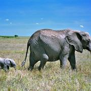 19911020 Kenya70