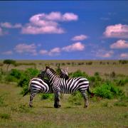 19911020 Kenya97
