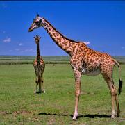 19911020 Kenya99