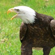 20060525 Aigles du léman 1