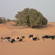 20080714 Tunisie 10
