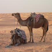 20080714 Tunisie 11